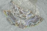Iridescent Ammonite (Psiloceras) Fossil - England #350960-2